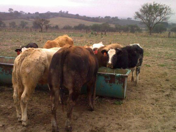 growing calves