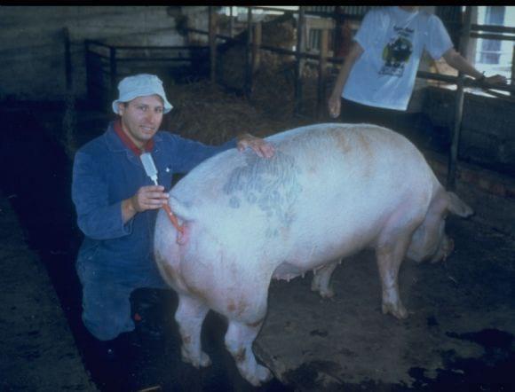 Pig A.I.