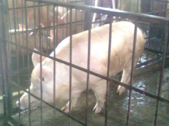 How to cut down feeding cost of pigs in india.