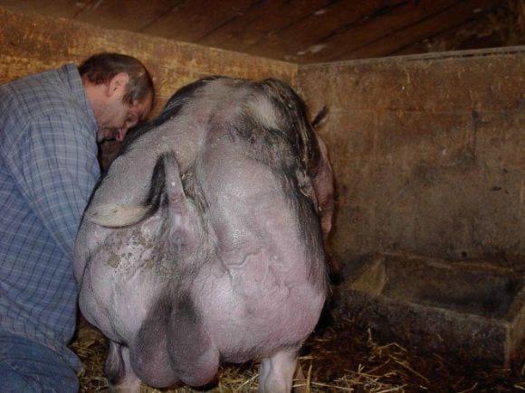 Semen Belgies Pietrain boars