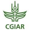 CGIAR - CIMMYT 