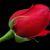 Mohammad Wisal