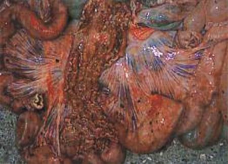 Porcine Intestinal Adenomatosus (Pig Ileitis) - Image 2