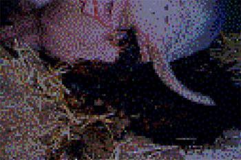 Porcine Intestinal Adenomatosus (Pig Ileitis) - Image 6