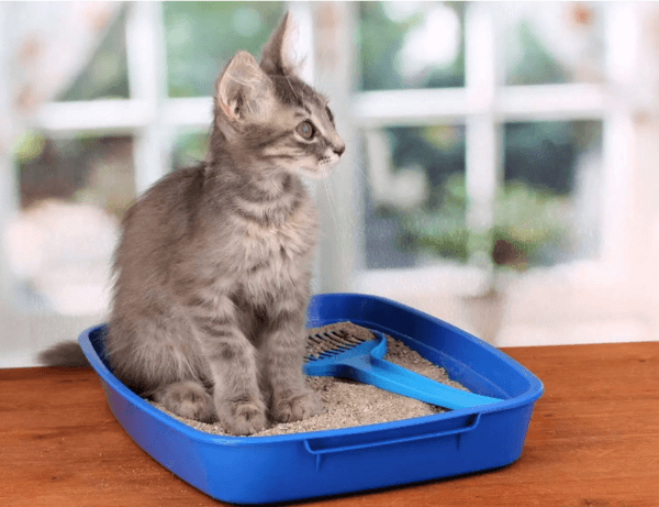 Veterinary raw materials market - Image 8