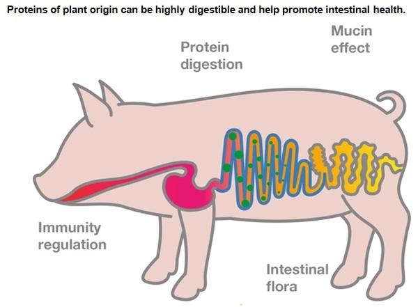 Vegetable proteins can replace animal proteins - Image 4