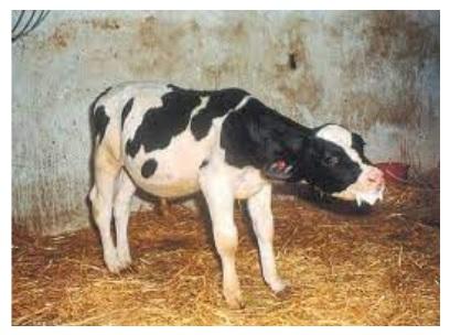 Don’t Let Winter Trap your Calves with Pneumonia - Image 1