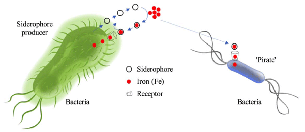 Iron acquisition in microbial communities. Bacteria possessing uptake systems for specific iron-siderophores can utilize (pirate) siderophores produced by other bacteria.