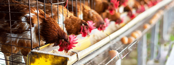 Risk Factors Associated with Respiratory System in Poultry