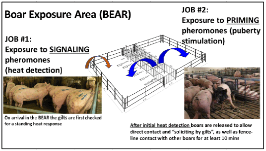 Composite depiction of the components of an effective gilt selection program involving the exposure of succesive groups of gilts to both fence-line and direct contact with boars using a purpose-built boar exposure area (BEAR).