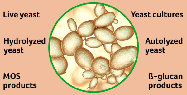How to evaluate different yeast products? - Image 1