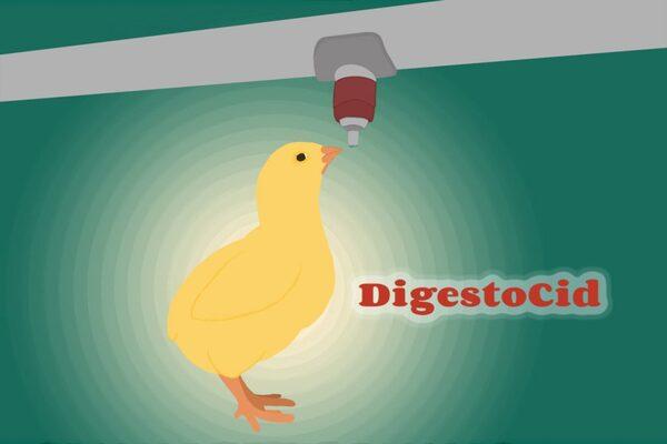 DigestoCid© boosts productivity and improves gut flora composition in caged broilers - Image 1