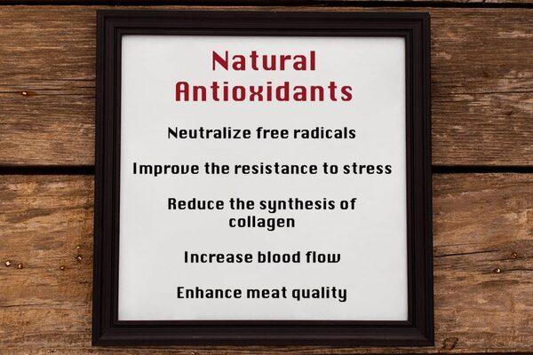 Use of natural antioxidants to prevent woody breast in broiler chickens - Image 5