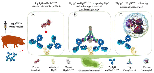 Figure 5. Illustration of the Immunobiological mechanisms mediated by anti-TbpB IgGs. A) Neutralization of the iron uptake receptor by specific IgG anti-TbpB. B) Activation of the classical of the complement system pathway. C) Opsonophagocytosis. All these mechanisms have been demonstrated in our previous studies (Barasuol et al., 2017; Guizzo et al., 2018). 
