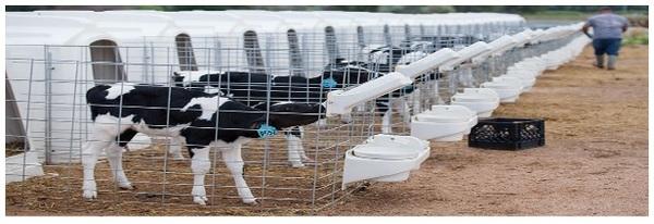 Bottles are better than buckets in winter water supply for calves - Image 2