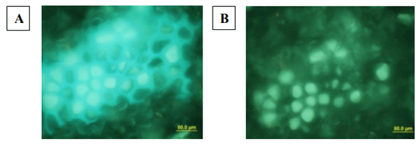 Figure 3. Microscopic visualization of the degradation of aleurone arabinoxylan cages present in milled wheat after incubation with Ronozyme WX xylanase (1 g of enzyme/kg of diet) at 30°C. Images depict a close-up of a cell wall structure containing ferulic acid, covalently bound to cell walls, and which fluoresces with an intense blue-green fluorescence. Panel A and B shows cell walls before and after addition of the xylanase, leading to the breakdown and disappearance of the cell wall architecture. (Adapted from Le et al., 2013) 