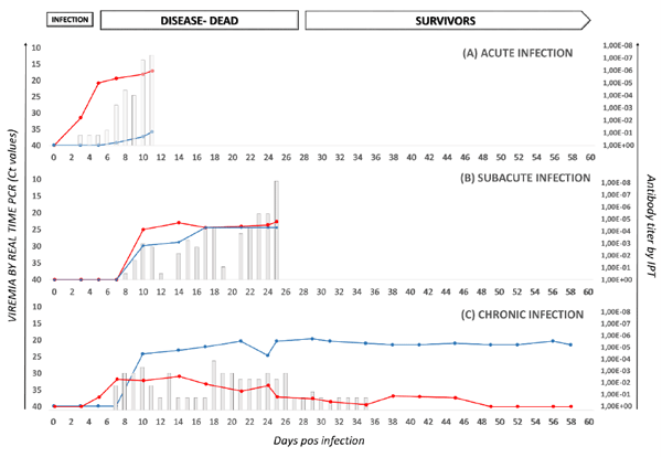 Viremia (measured by real-time PCR) and antibody response (determined by IPT) over time and in relation to the stage of ASF virus infection, as observed in European domestic pigs infected with genotype II ASFV isolates circulating in the EU (2014-2019). Clinical score, expressed in bars, overlapped with viremia and antibody response. 