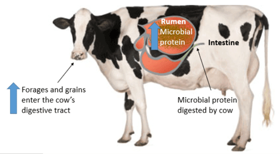 HIGH-SHEAR DRY EXTRUDED PRODUCTS FOR HIGHLY DIGESTIBLE RUMEN MICROBIAL PROTEIN IN DAIRY PART II: HIGH SHEAR DRY EXTRUDED CORN