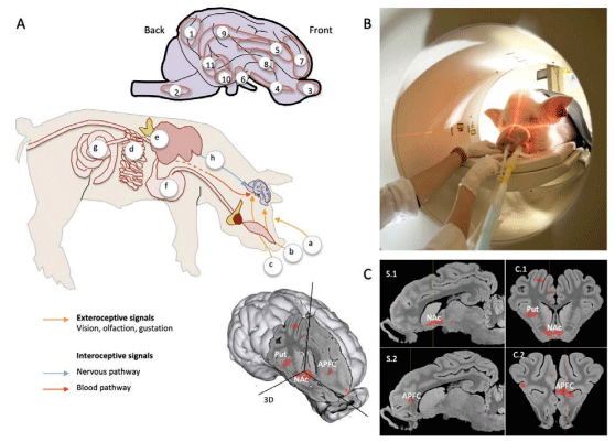 Figure 2. A) Brain responses to food stimuli, diets, and nutrition-related interventions were explored in pig models using different brain imaging modalities such as nuclear imaging (singlephoto computed tomography and positron emission tomography, SPECT and PET respectively) or functional magnetic resonance imaging (fMRI). Stimulations and treatments encompassed: a) visual stimuli, b) complex odors/flavors, c) basic tastes, d) duodenal sugar infusion, e) portal sugar infusion, f) gastric distension, g) butyrate supplementation, h) vagus nerve stimulation, but also chronic Western diets and surgical interventions such as Roux-en-Y gastric bypass. In the context of these studies, various neuronal networks were described including 1) visual occipital cortex, 2) brainstem, 3) olfactory bulb, 4) prepyriform cortex, 5) insular cortex, 6) hypothalamus, 7) prefrontal cortex, 8) striatum, 9) cingulate cortex, 10) amygdala, and 11) hippocampal areas. Excerpt from (Val-Laillet, 2019). B) Anaesthetized pig being equipped with nasal and lingual catheters to investigate its olfactogustatory perception during a brain imaging session. C) Example of sagittal (S.1 and S.2) and coronal (C.1 and C.2) brain images and 3D-reconstruction obtained in the pig model, with differences of brain metabolism observed in the nucleus accumbens (NAc), putamen (Put), and anterior prefrontal cortex (APFC). Excerpt from (Gautier et al., 2018).