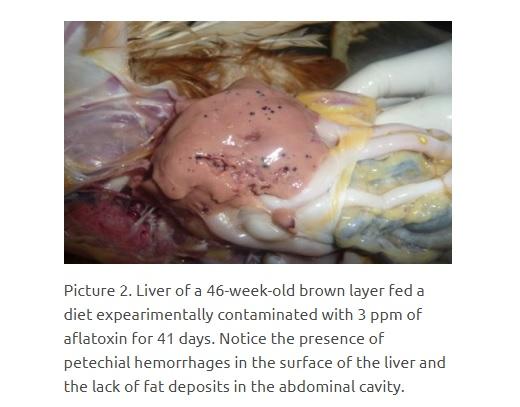 Main causes of changes in liver coloration in poultry - Image 2