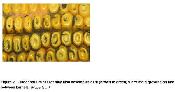 How Delayed Harvest Might Affect Ear Rots and Mycotoxin Contamination - Image 2