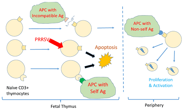 Illustration showing that developing thymocytes that are infected with PRRSV, are eliminated thus reducing the size of the peripheral T cell repertoire. Also illustrated is the apoptosis of developing thymocytes that recognize selfantigens. In infected fetuses, the antigens of pathogens would be considered as self, thus removing potential pathogenspecific T cells that emerge and populate the periphery.