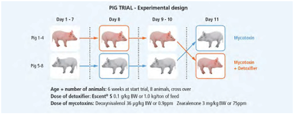 Study design of the trials in pigs indicating number of animals per treatment, dose of detoxifier and dose of multiple mycotoxins.