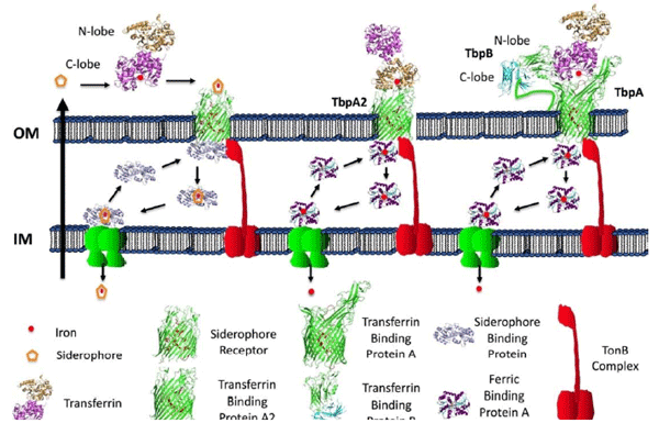 Figure 3. Iron acquisition from transferrin by Gram-negative bacteria. The integral outer membrane receptor proteins for transporting the iron siderophore complex (left),or extracting iron from transferrin and transporting it across the outer membrane (middle and right), use energy derived from the TonB complex to drive transport. The iron-siderophore complex (left) or ferric ion (middle and right) are subsequently bound by a periplasmic binding protein and shuttled to an inner membrane ABC transport complex that uses ATP hydrolysis to transport the iron-siderophore or ferric ion into the cytoplasm.