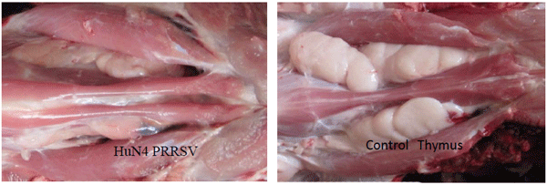 Thymic atrophy in piglets infected with high path PRRSV (HuN4).