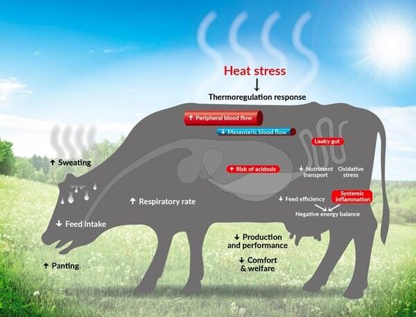 Predict and act: Heat stress management made better - Image 2