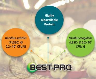Use of highly bioavailable protein and probiotics in poultry feed - Image 1