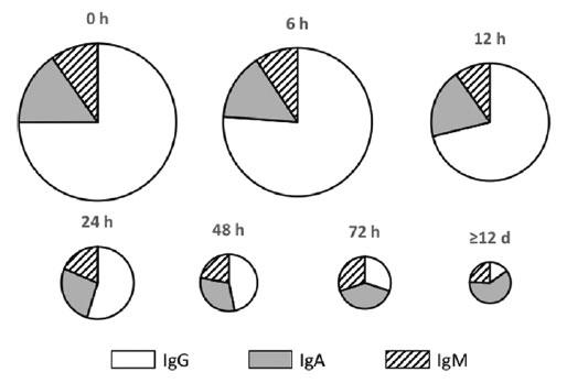 Relative total amounts and proportions of Ig G, A, and M in sow mammary secretions during lactation. Circles for 6 hours through ≥12 days represent the total Ig content in mammary secretions compared with the content at 0 hours (after Hurley, 2015). 