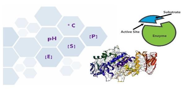 Factors Affecting Enzyme Activity - Image 1