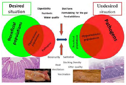 Figure 2. Strategies for maintaing a functional gut in the context of AGP feeding programs