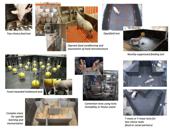 Figure 1. Examples of behavioral tests implemented in pig models (conventional or miniature pigs) to investigate food preferences, motivation, and meal structure, emotional reactivity, responses to novelty or suddenness, spatial learning and memory, or social cognition.
