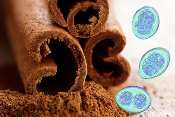 Cinnamon helps you to control coccidiosis - Image 1
