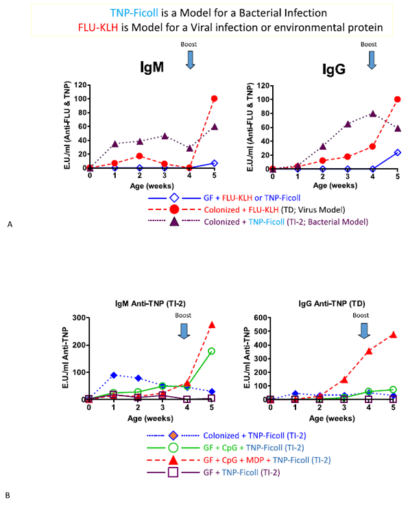 A. Bacterial colonization is necessary to allow isolator piglets to develop adaptive immune responses to model bacterial and viral antigens. B. TLR ligands alone enable germfree isolator piglets to make IgM and IgG antibody responses. MDP=muramyl dipeptide, a ligand for TLR 2 and CpG, a ligand for TLR 9. (Reference Table 2).