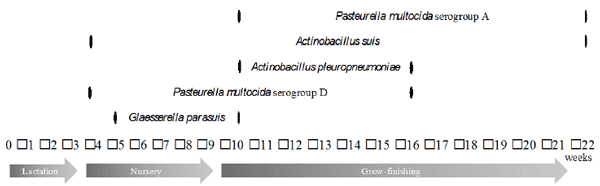Temporal illustration of the periods for observing the diseases in pigs caused by bacteria from the Pasteurellacea family. 