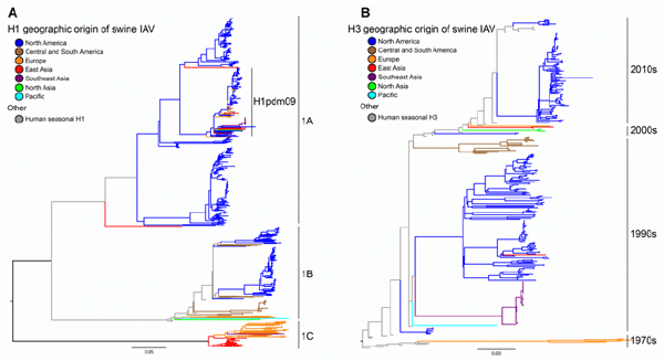 Phylogeny of contemporary swine H1 (A) and H3 (B) influenza A virus hemagglutinin genetic lineages, demonstrating 30 genetically distinct clades that globally co-circulate.