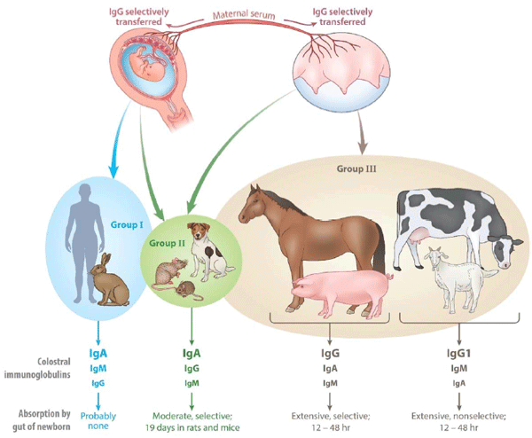 Transmission of passive immunity from mother to young among common mammals. The size of the symbols for the different immunoglobulins, e.g. IgA, IgG etc., indicates their relative levels in colostrum. From Butler 1971, Butler et al., 2017.