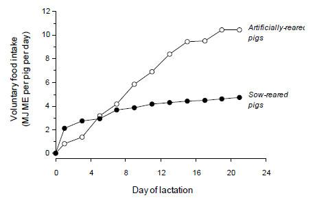 Voluntary food intake (MJ ME pig-1 day-1) of pigs either suckled by the sow (•--------•) or fed milk replacer (o--------o) following weaning at 2-3 days of age (redrawn from Harrell et al., 1993). 
