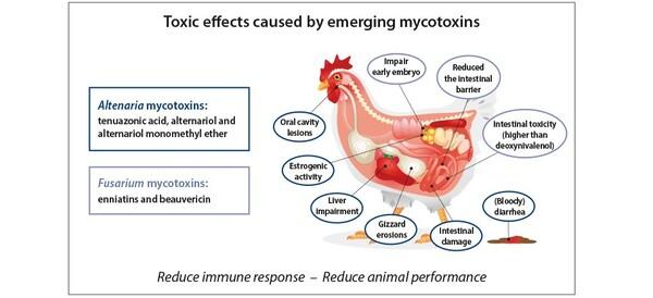 Emerging Mycotoxins: significantly present, highly toxic, and mostly undetected in vivo – until now - Image 4