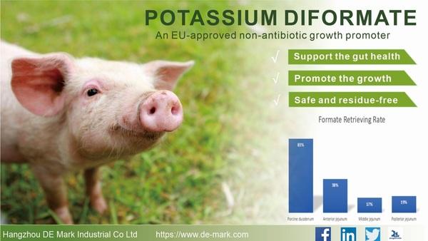 Potassium diformate as acidifier - Image 1