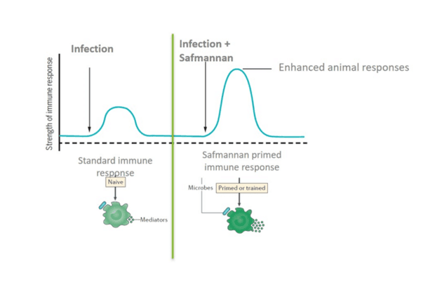 Yeast postbiotic helps reduce SCC in dairy cows under challenging conditions - Image 2