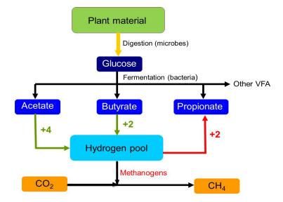 Figure 1. Production of methane in the rumen