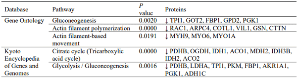 Table 1 - Proteins showing significantly (P< 0.05) decreased abundance (↓) and downregulated associated biological pathways in the jejunum of chickens fed a dietary supplement of 0.5% xylo-oligosaccharides.