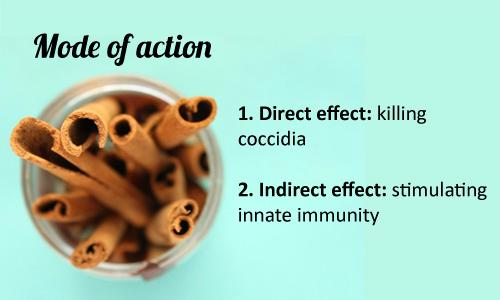 Cinnamon helps you to control coccidiosis - Image 3