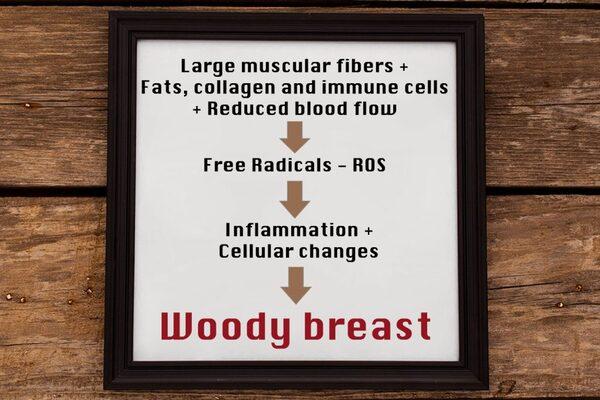 Use of natural antioxidants to prevent woody breast in broiler chickens - Image 2