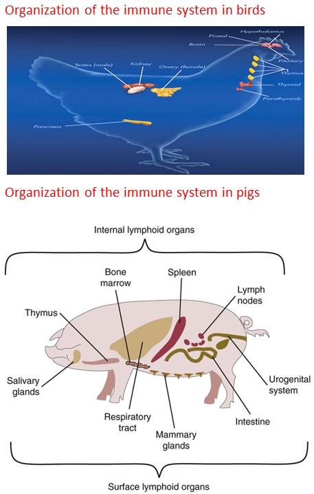 Immunonutrition, a topic of interest - Image 3