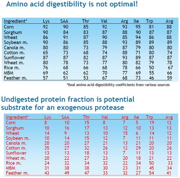 Vegetable proteins can replace animal proteins - Image 6